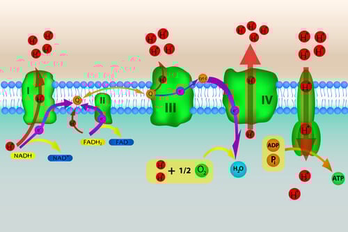 The process of oxidative phosphorylation.